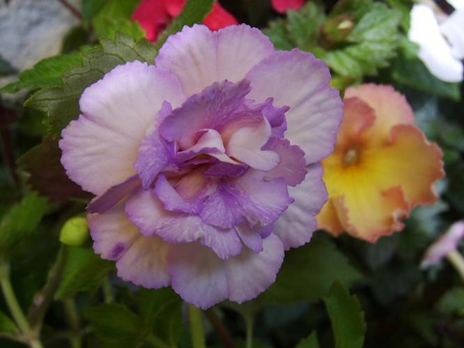 ‘ Queen Of Lace’.jpg