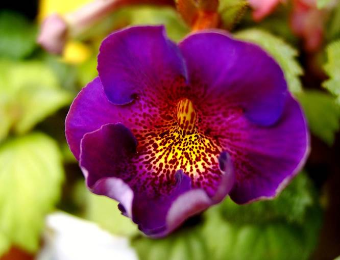 Achimenes ‘ Orion ‘.jpg
