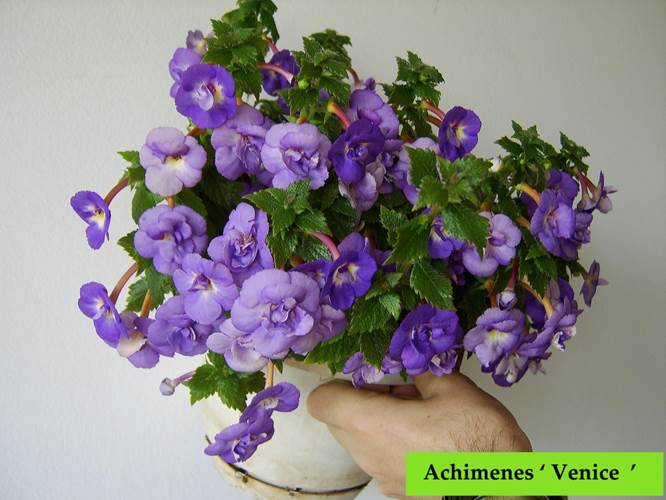 Achimenes ‘ Venice ‘.jpg