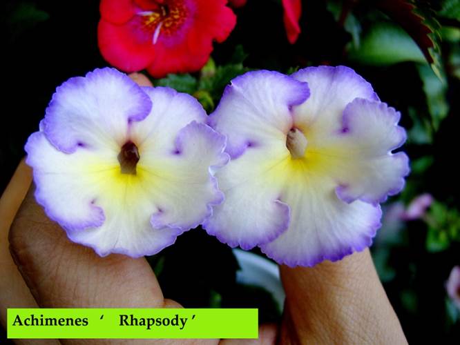 Achimenes ‘ Rhapsody ‘.jpg