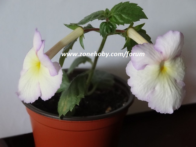 Achimenes ‘ Rhapsody ‘ (2).jpg