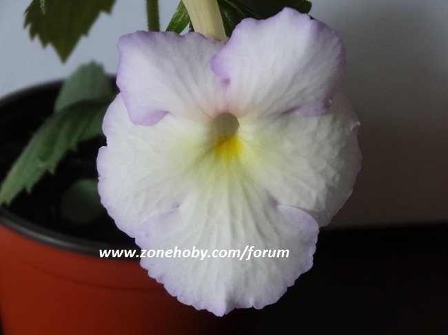 Achimenes ‘ Rhapsody ‘ (3).jpg