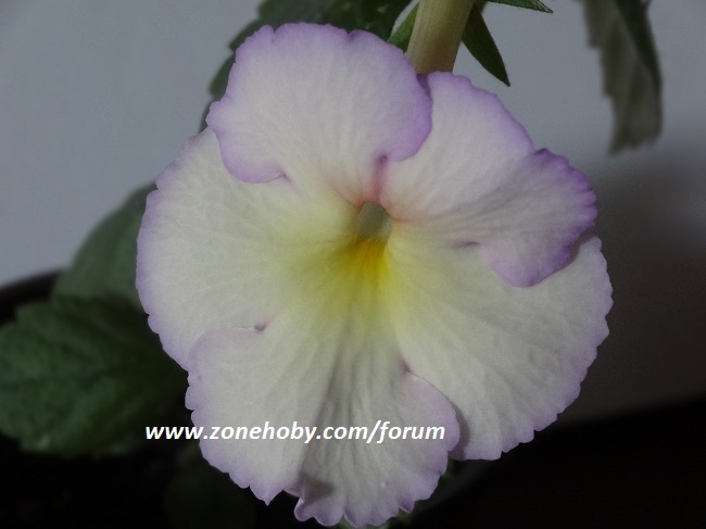Achimenes ‘ Rhapsody ‘ (4).jpg