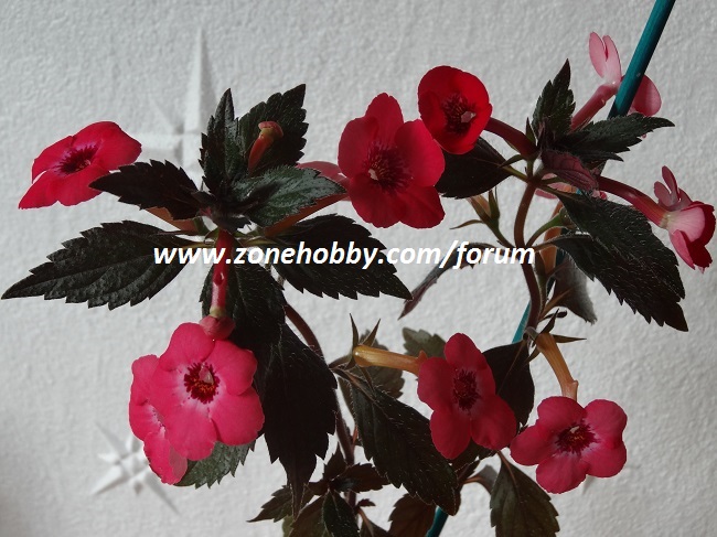 Achimenes ‘ Summer Flame’.jpg