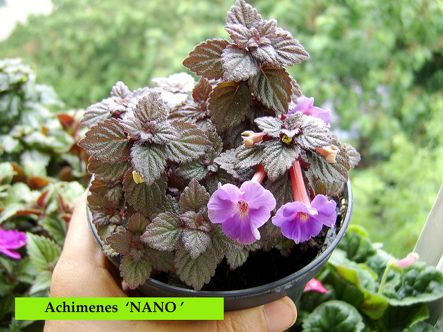 Achimenes ‘ Nano’.jpg