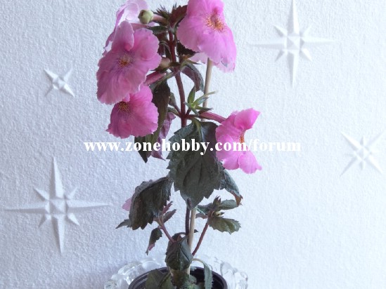 Arletta Pink.jpg