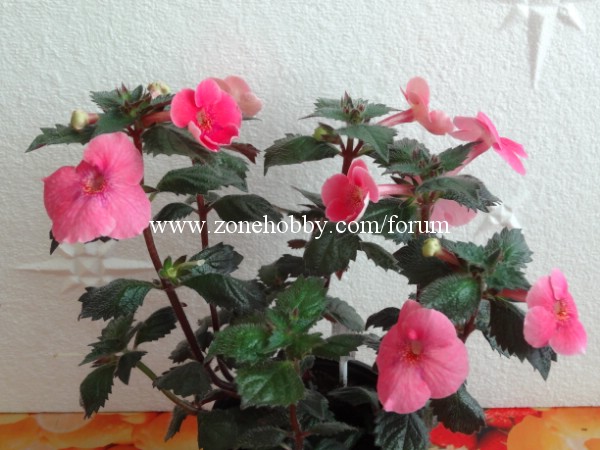 Arlietta pink -1