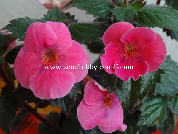 Arlietta pink - 3