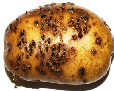 парша на картофеле.jpg