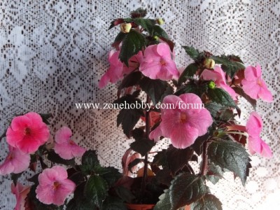 Arletta Pink.jpg