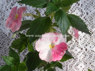 'Royal Blush'.jpg