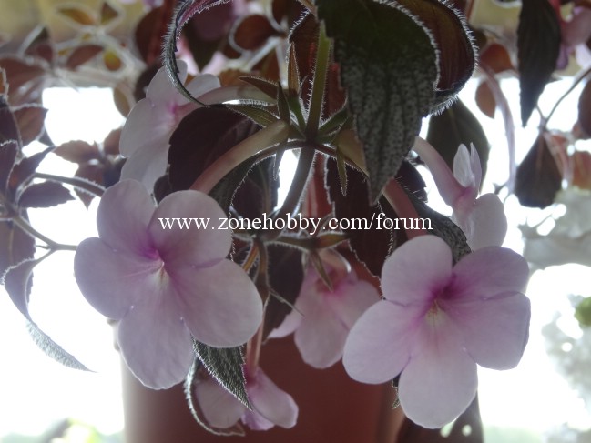 Peach Blossoms.jpg