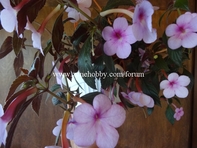 Peach Blossoms.jpg