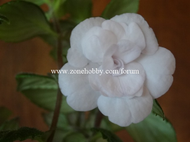 Double Picotee Rose.jpg