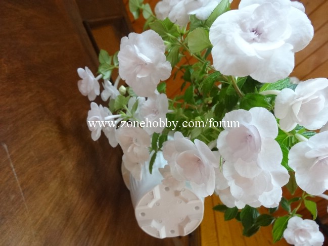 Double Picotee Rose