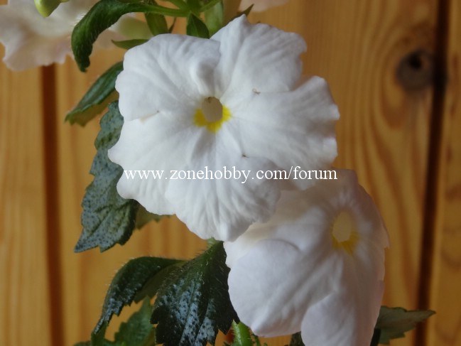 White Glory.jpg