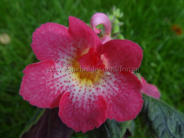 'MM's Marie' (2).jpg