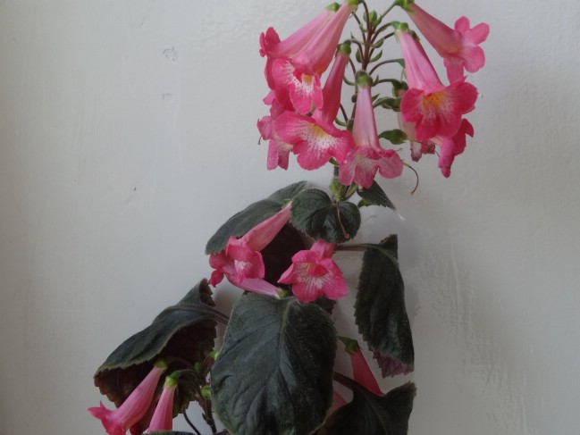 'MM's Marie' (6).jpg