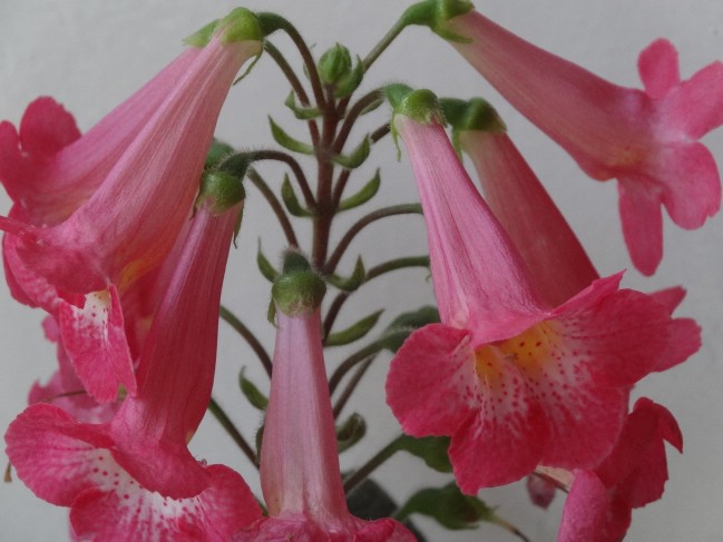 'MM's Marie' (7).jpg