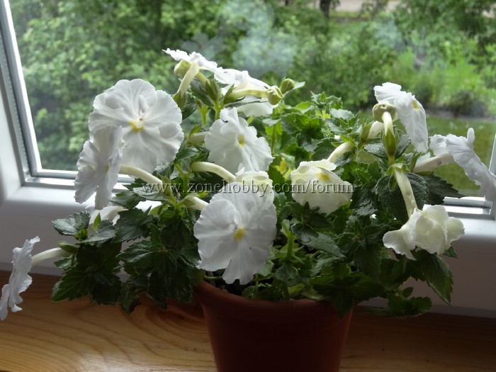 White Glory