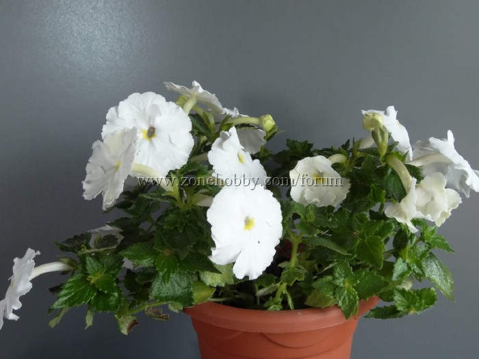 White Glory
