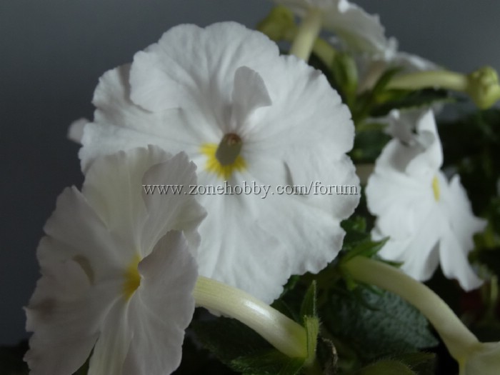 White Glory