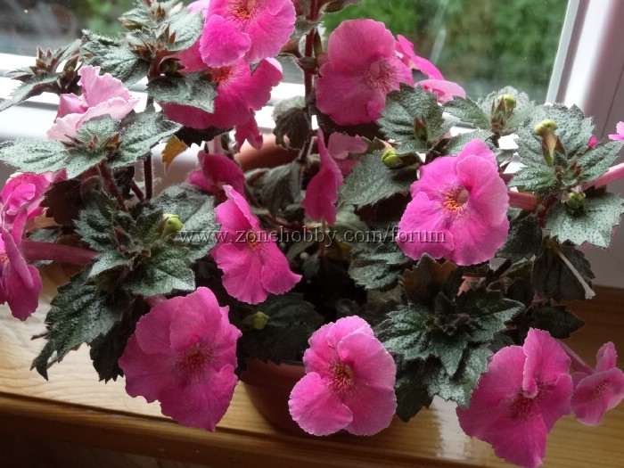 Arletta Pink.jpg