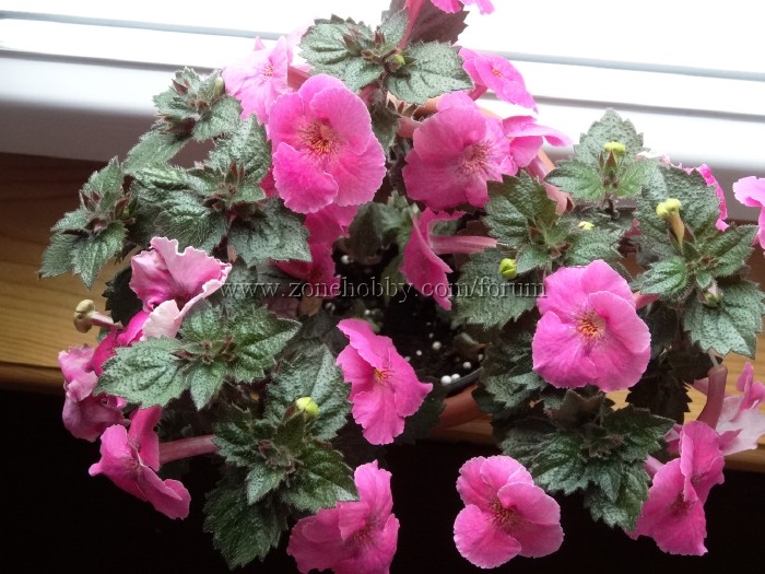 Arletta Pink (2).jpg