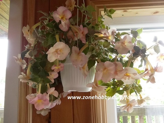 Yellow English Rose.JPG