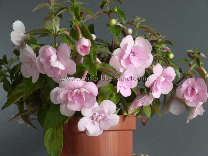 Double Pink Rose.jpg