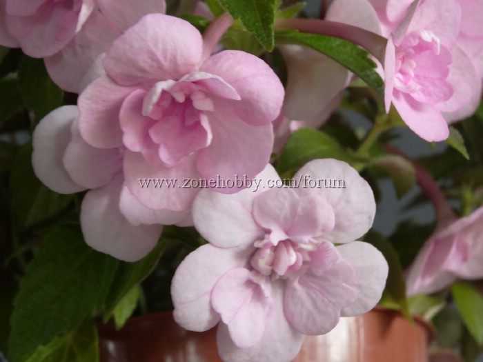 Double Pink Rose (2).jpg