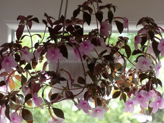Peach Blossoms.jpg