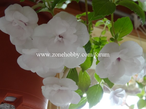 Double Picotee Rose (1)