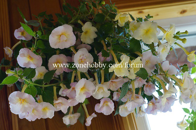 Yellow English Rose.jpg