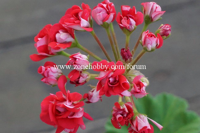 пеларгония Little Rosebud