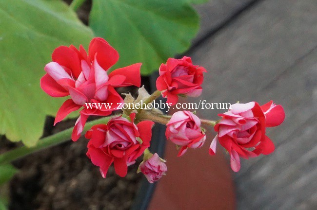 пеларгонии Little Rosebud