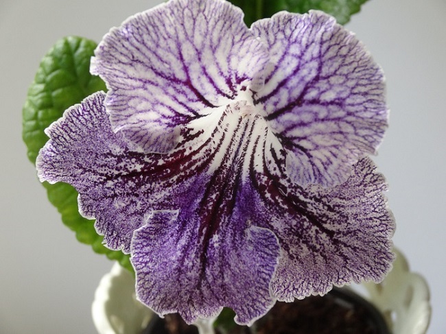 Стрептокарпус UA-Дикая орхидея