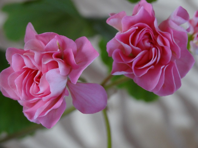 Swanland Pink (1)