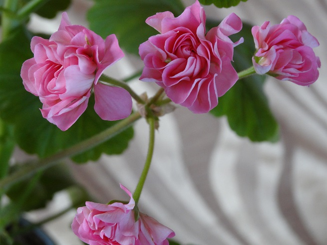 Swanland Pink (2)