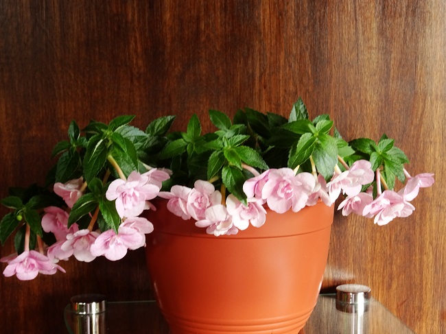 Ахименес Double Pink Rose (1)