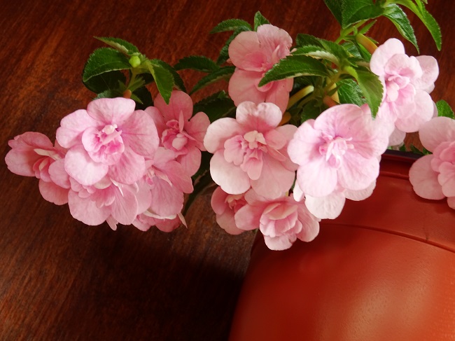 Double Pink Rose