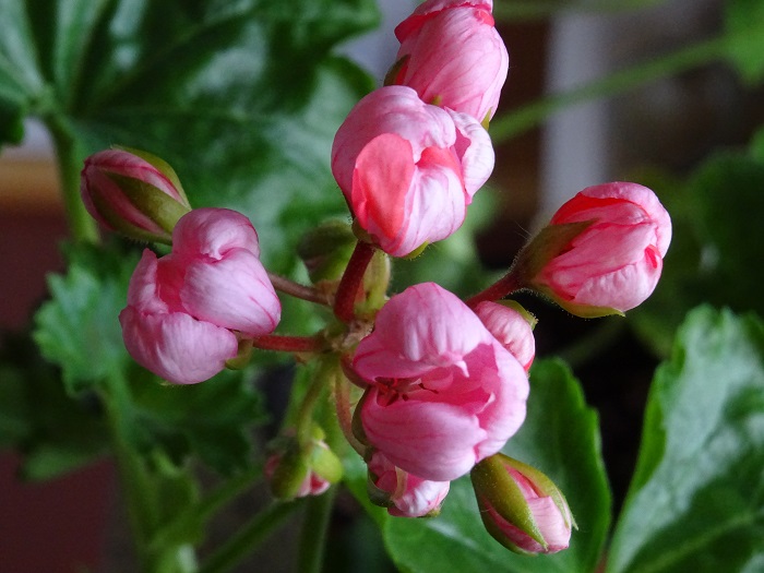 Pink Pandora