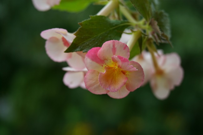 Lemon Orchard