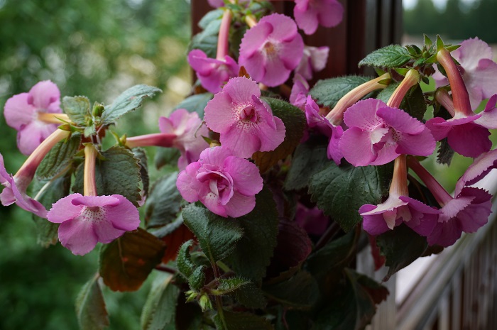 xAchimenantha 'Grace Nelson' (2).JPG