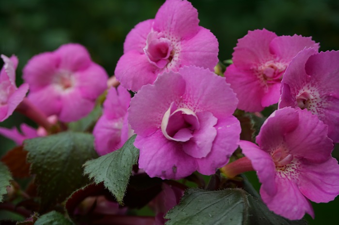 xAchimenantha 'Grace Nelson' (1).JPG