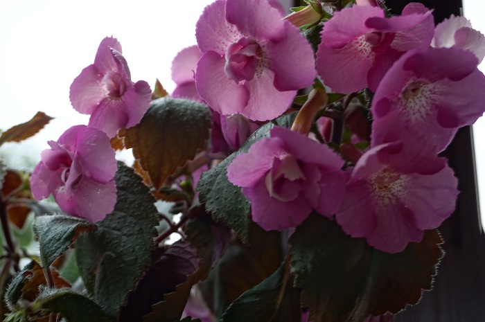 xAchimenantha 'Grace Nelson' (3).JPG