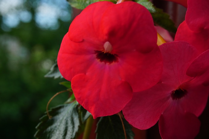 Grenadine (3)