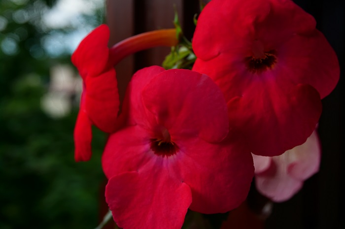 Grenadine