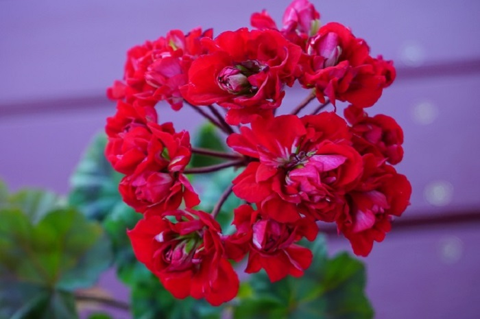 Vectis Rosebud