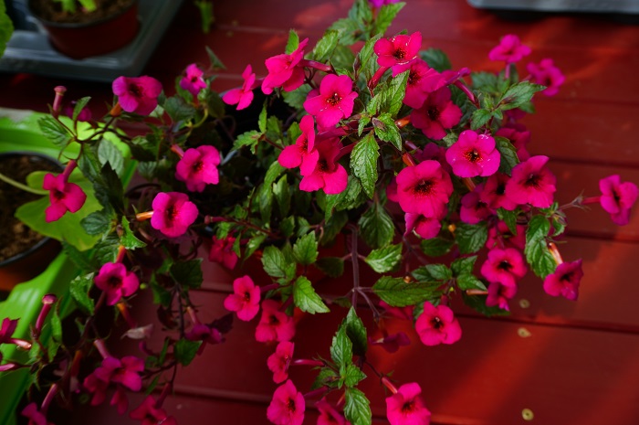 Red Elfe